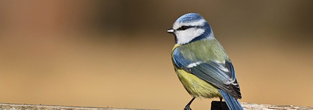 Biographe dans l'Orne, Céline Weissier est une professionnelle expérimentée de la rédaction qui conçoit depuis 2018 des récits de vie pour les particuliers.